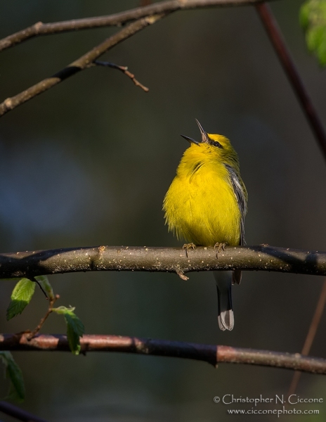 Blue-winged Warbler