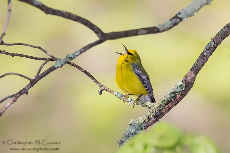 Blue-winged Warbler