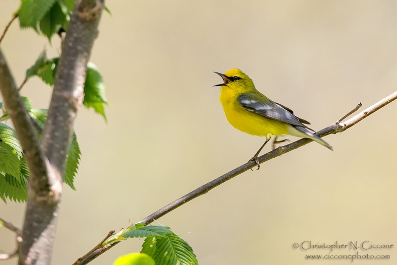 Blue-winged Warbler