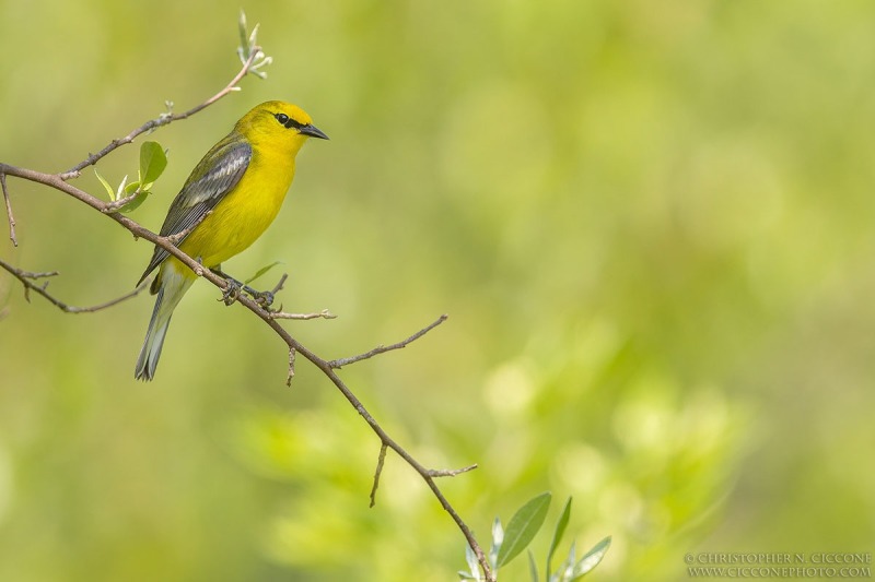 Blue-winged Warbler