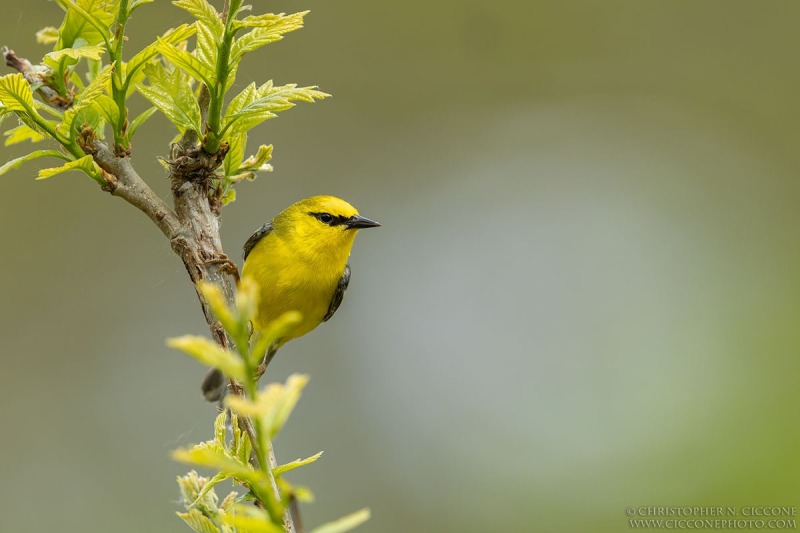 Blue-winged Warbler