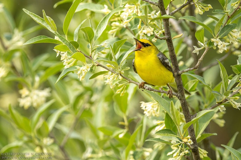 Blue-winged Warbler