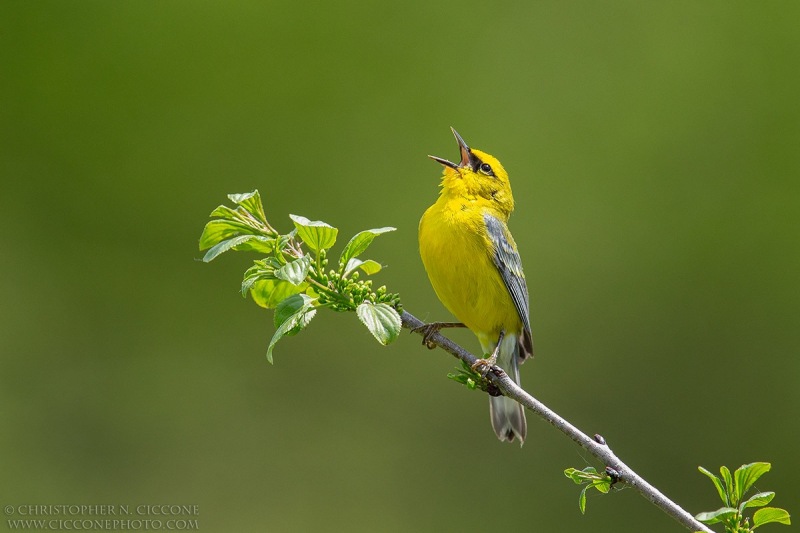 Blue-winged Warbler