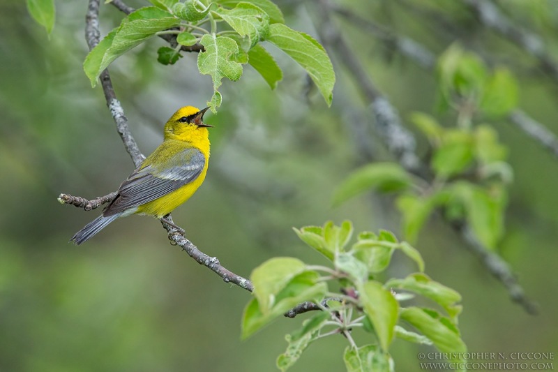 Blue-winged Warbler