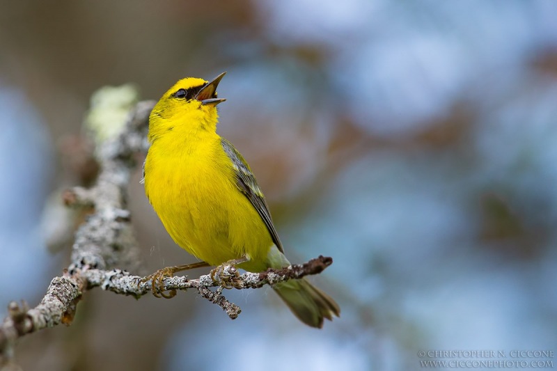 Blue-winged Warbler