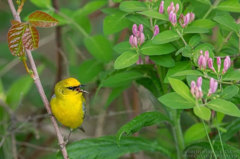 Blue-winged Warbler