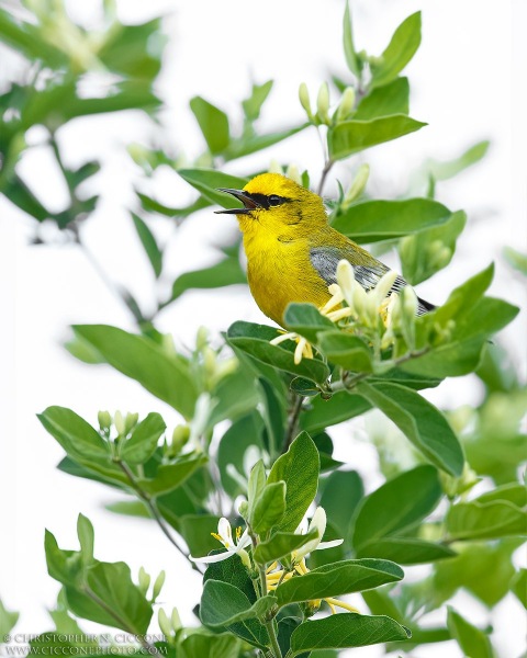 Blue-winged Warbler