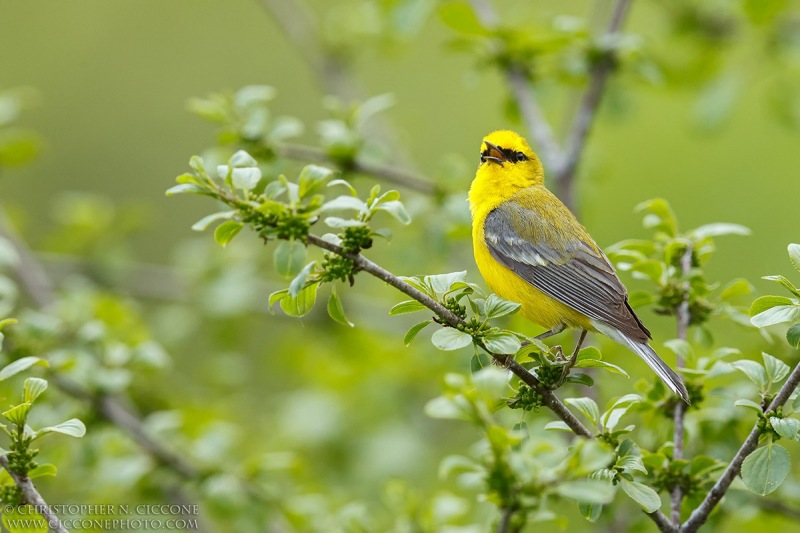 Blue-winged Warbler