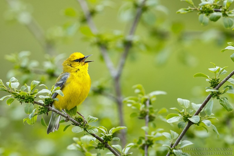 Blue-winged Warbler