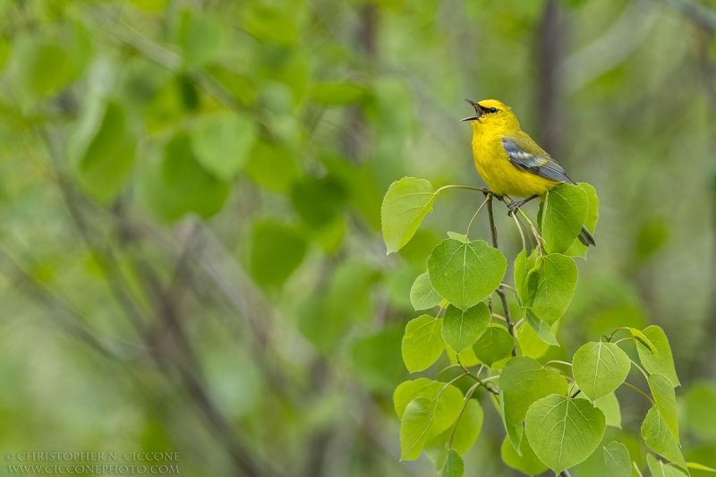 Blue-winged Warbler