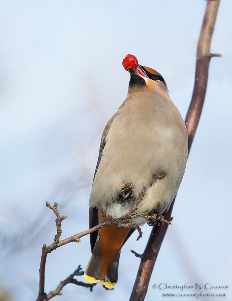 Bohemian Waxwing