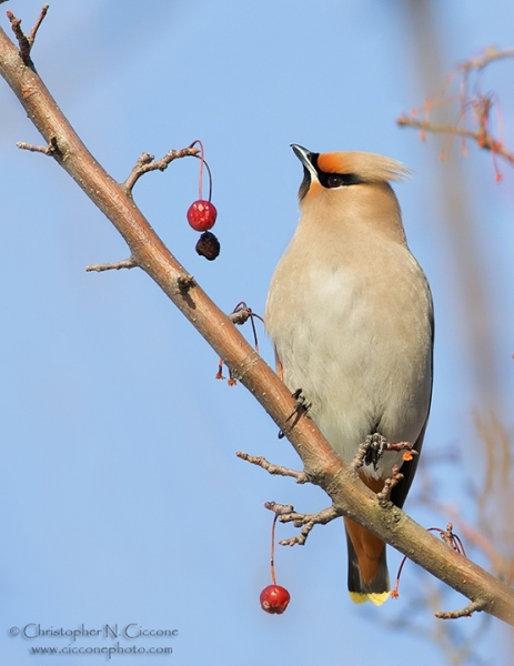 Bohemian Waxwing