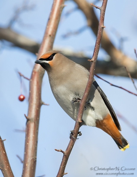 Bohemian Waxwing