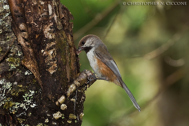 Boreal Chickadee