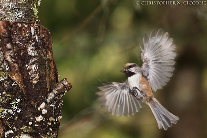 Boreal Chickadee