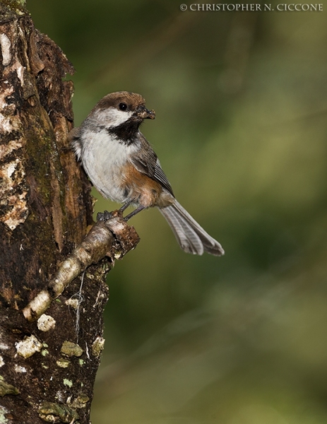 Boreal Chickadee