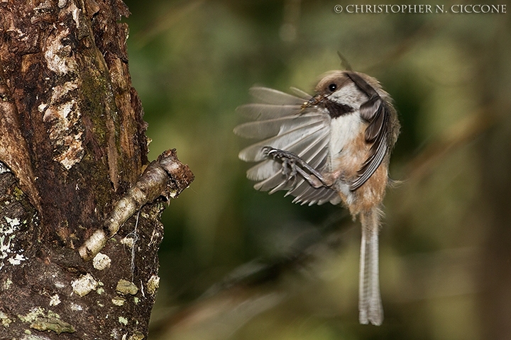 Boreal Chickadee