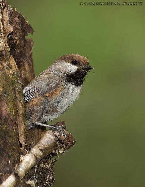 Boreal Chickadee