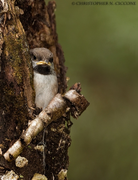 Boreal Chickadee