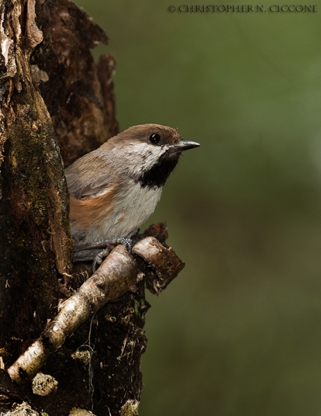 Boreal Chickadee