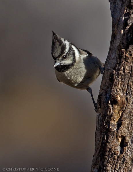 Bridled Titmouse