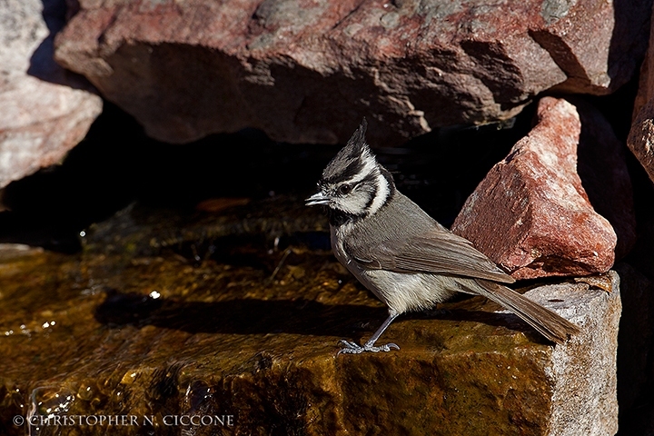 Bridled Titmouse