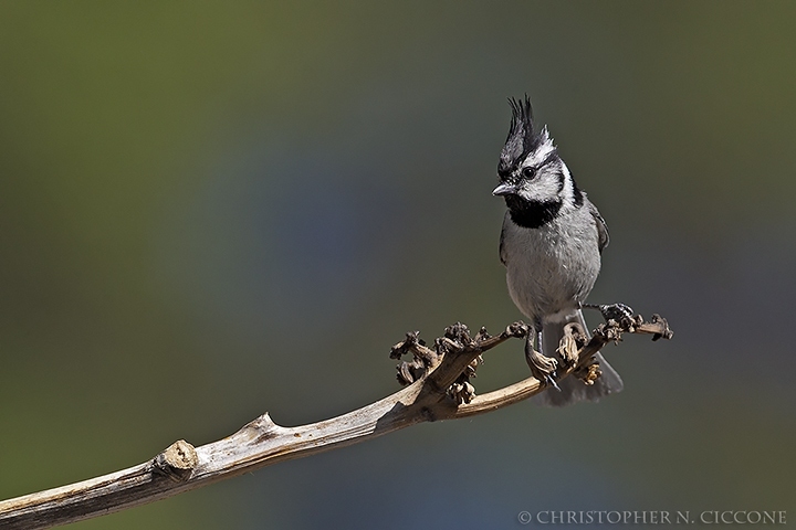 Bridled Titmouse