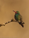 Broad-billed Hummingbird