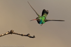 Broad-billed Hummingbird