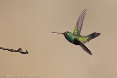 Broad-billed Hummingbird