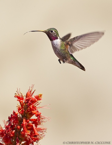 Broad-tailed Hummingbird