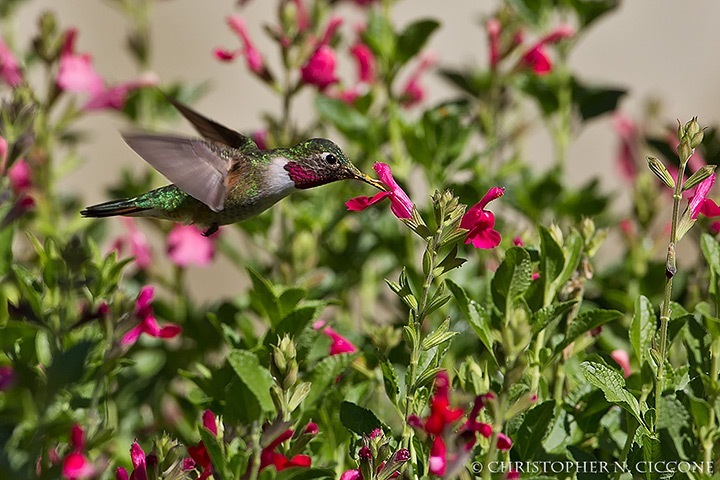 Broad-tailed Hummingbird