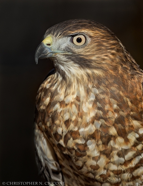 Broad-winged Hawk