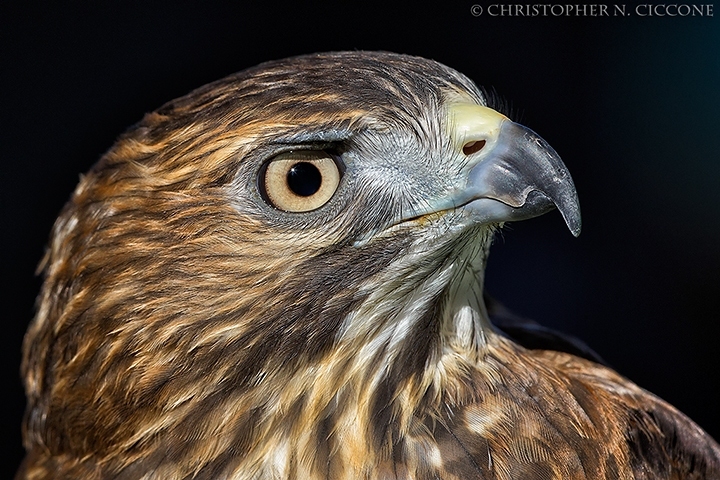 Broad-winged Hawk