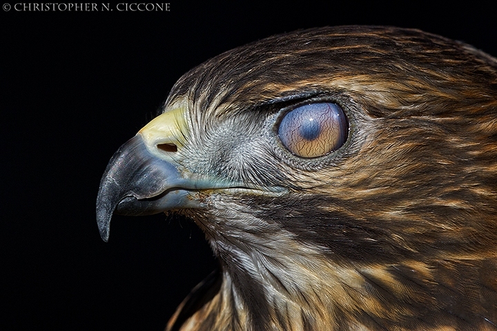 Broad-winged Hawk