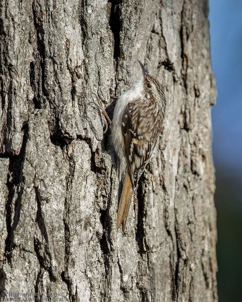 Brown Creeper