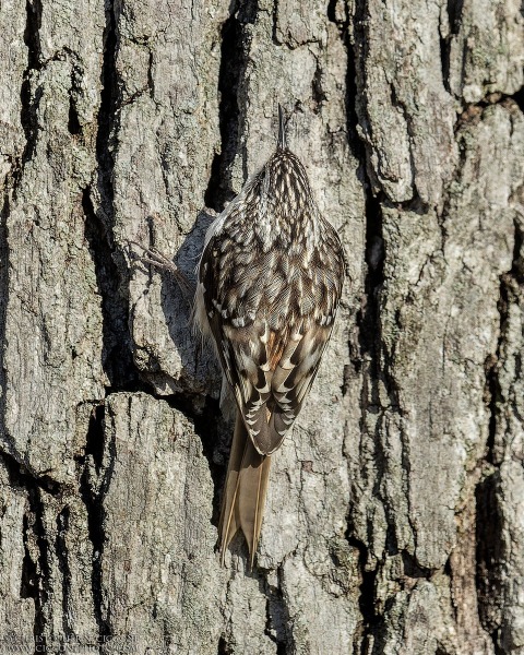 Brown Creeper