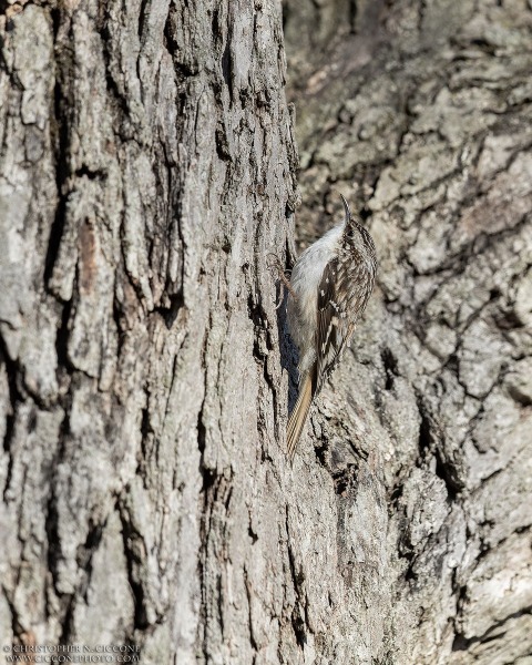 Brown Creeper