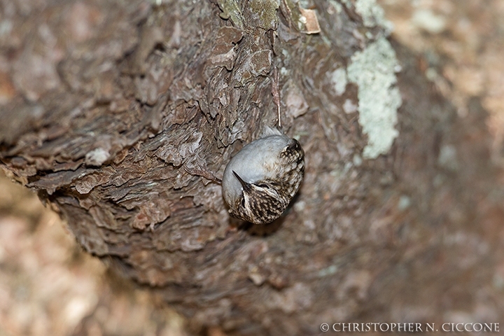 Brown Creeper