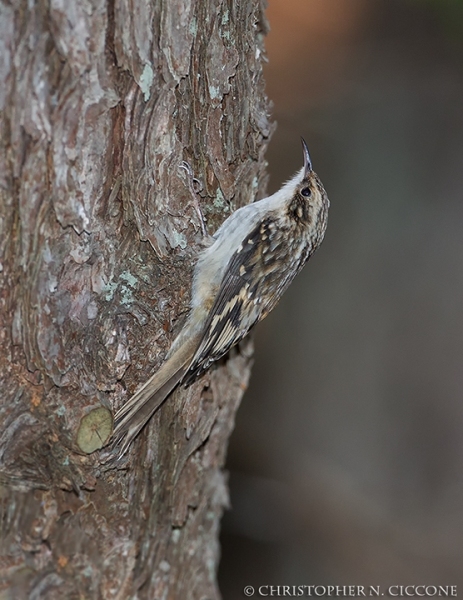 Brown Creeper