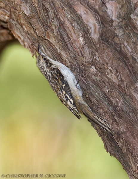 Brown Creeper