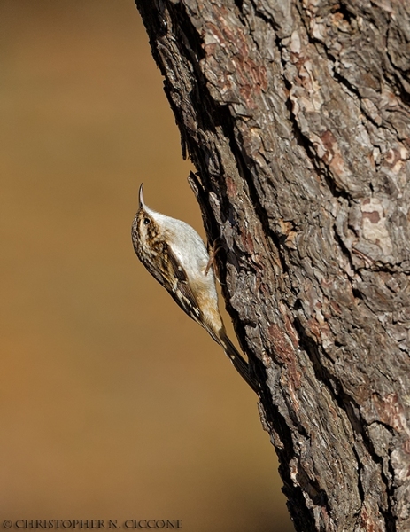 Brown Creeper