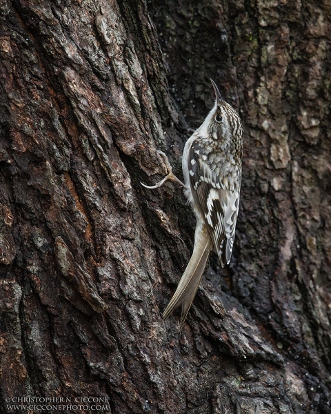 Brown Creeper