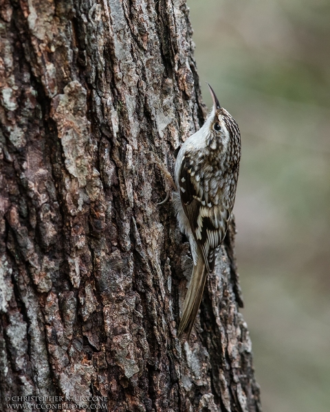 Brown Creeper