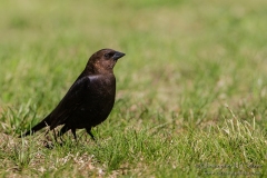 Brown-headed Cowbird