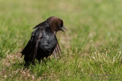 Brown-headed Cowbird