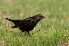 Brown-headed Cowbird