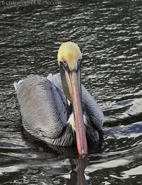 Brown Pelican