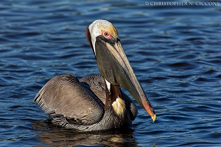 Brown Pelican