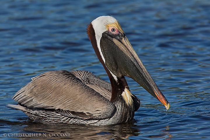 Brown Pelican